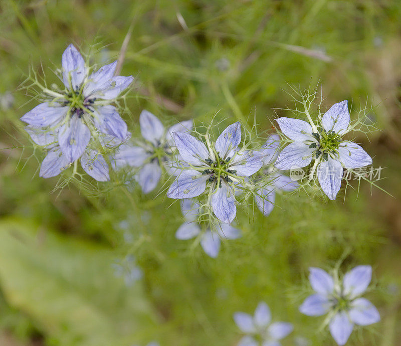 黑种草(Nigella damascena)